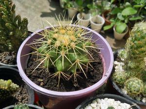 cactus echinocactus grusonii maceta 12 (asiento de suegra)