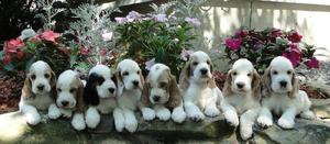 cocker cachorros Todos los colores 15-6670-9347