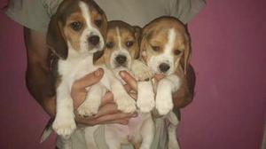 Cachorros beagles hermosos
