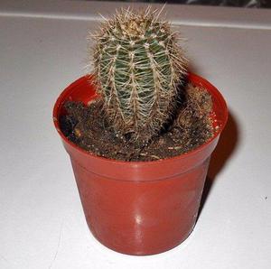 Cactus En Maceta 6