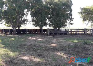 EN VENTA CAMPO MIXTO CON EXCELENTES PASTURAS IMPLANTADAS Y