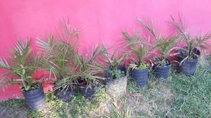 Palmera Phoenix Canariensis (Plantines)