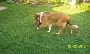 Perro Collie para servicio