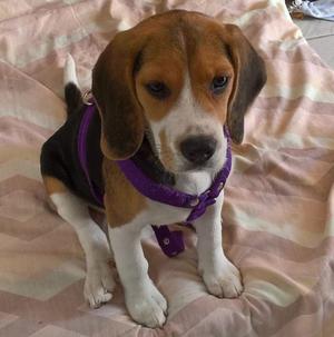 Vendo cachorrita Beagle Tricolor