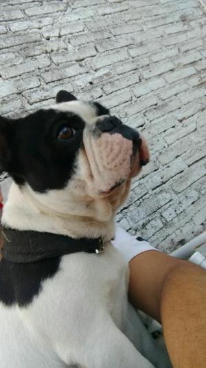 Bulldog Frances Vaquita Servicio de Stud