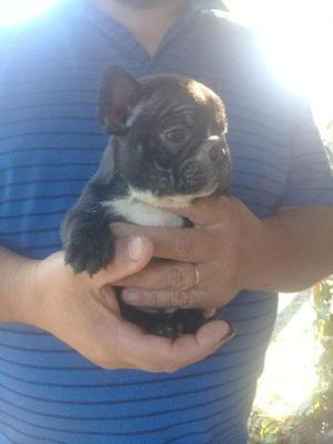 Bulldog frances. Machos y hembras. Hermosos!!!