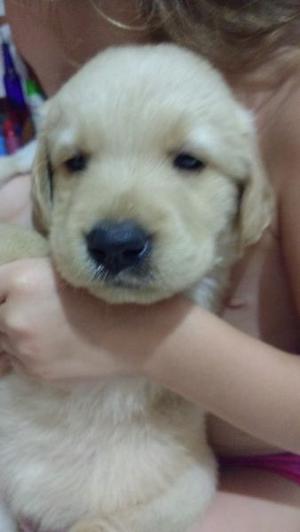 Cachorras Golden Retriever