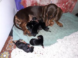 Cachorros dachshund nacidos el día 