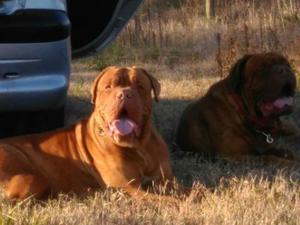 Cachorros dogos De Burdeos