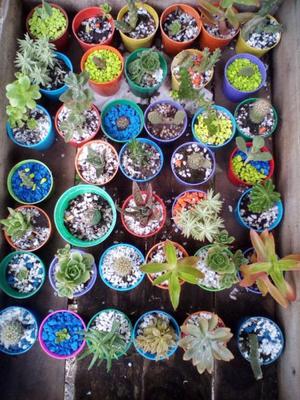Cactus variedades 6