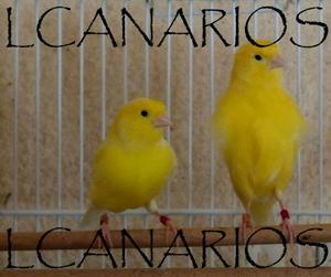 Canarios roller amarillos anillados  excelente