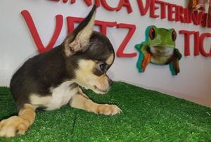 HERMOSO CHIHUAHUA DE BOLSILLO