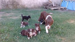 Vendo cachorros Border collie puros