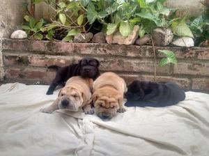 Venta de cachorros SHAR PEI