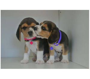 BEAGLE HEMBRITA TRICOLOR!!! TARJETASENVIOS