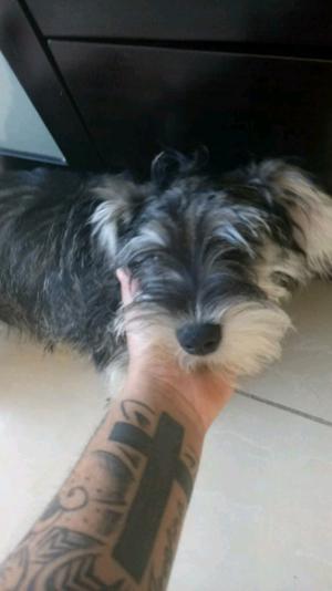 Cachorro schnauzer mini