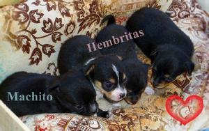 Cachorros Chihuahua Minis