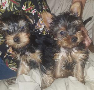 Cachorros Yorkshire terrier