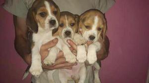 Cachorros beagles hermosos