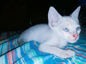 Gatita siames blue point