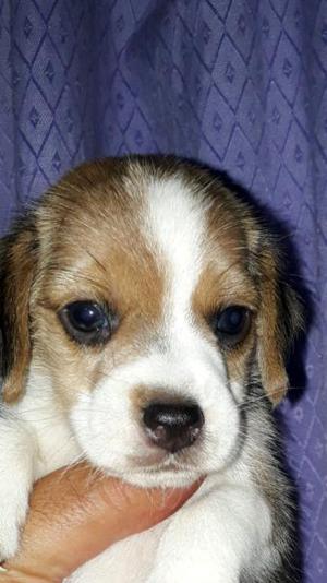 Beagles hembras y machitos.