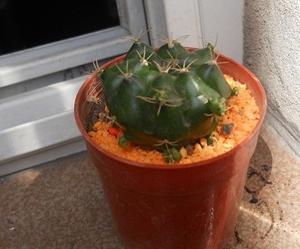 Cactus Gymnocalycium Marsoneri Ssp. Matoense Maceta 6