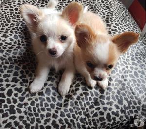 Chihuahuas machos