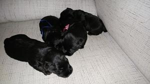 Vendo Cachorro Scottish Terrier Hembra, Color Negra
