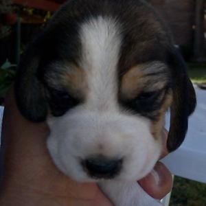 Vendo cachorros Beagle tricolor.