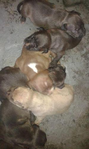 cachorros pitbull machos y hembras