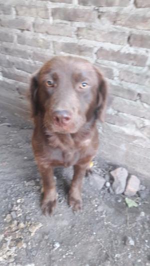 labradores chocolate hrnbra 5 meses