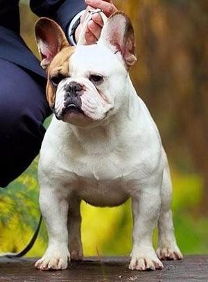 Bulldog Frances Macho Pied Fawn Para Servicio