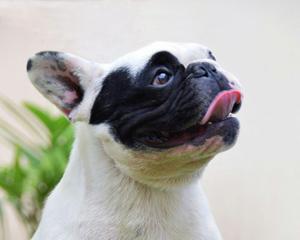 Bulldog Francés Para Servicio, Lo Que Estas Buscando!!