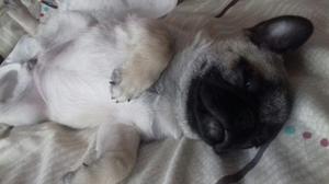 Cachorra Pug