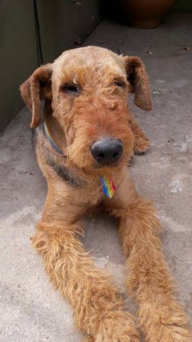 Cachorros Airedale Terrier