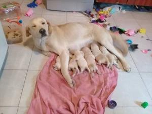 Cachorros Labradores