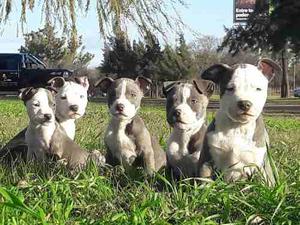 Cachorros Pitbull Blue
