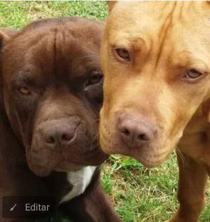 Cachorros Pitbull Quedan Solo 2