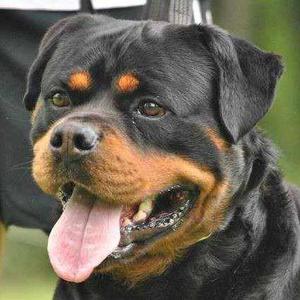 Cachorros Rottweiler Criadero Vom Uragan Land.solo Hembras