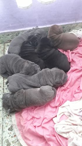 Cachorros Shar Pei