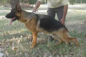 Ovejero Aleman Con Pedigree (poa)