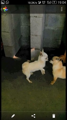 Servicio Chihuahua Blanco Mini 1kg Con Fca