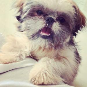 Vendo Cachorritos Lhasa apso