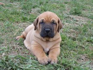 Vendo Cachorros Fila Brasilero