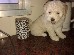 CANICHE TOY BLANCO Y APRICOT. HERMOSOS CACHORROS!!!