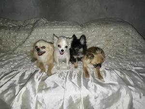 Chihuahua de bolsillo de pelo largo 2machos de 3 meses