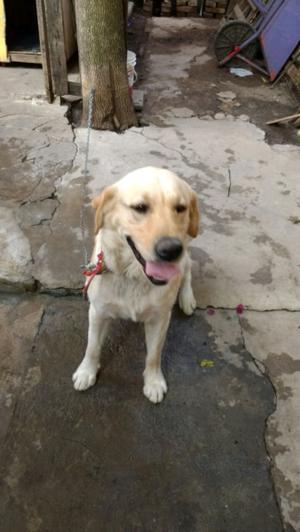 En adopcion labrador