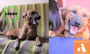 HERMOSO MACHITO EN ADOPCION RESPONSABLE