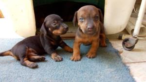 Hermosos Cachorros Salchichas (dachshund) Puros