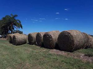 Rollos De Alfalfa De 1ra!